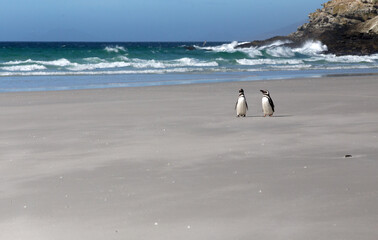 Two Magellanic penguins (Spheniscus magellanicus) walking on a sandy beach in summer, Saunders Island.