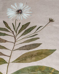 Real pressed daisy pasted and preserved in a notebook herbarium
