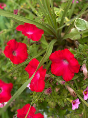 Fototapeta premium Flowers and Plants in outdoor gardens
