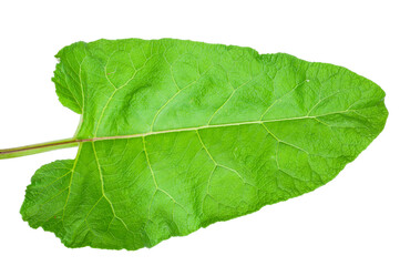 Big leaf of burdock on white background