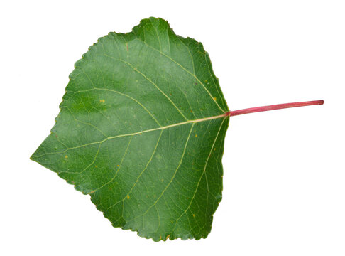 Green aspen leaf on white background