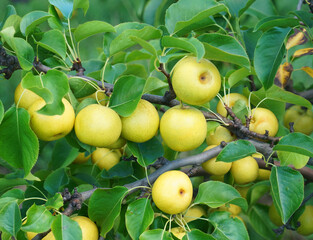 close up on yellow Asian pear on the tree