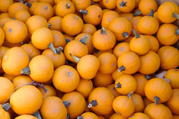 pumpkin harvest in autumn season