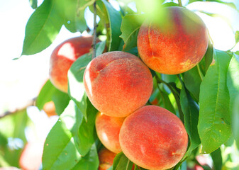 close up on fresh peaches on the branch