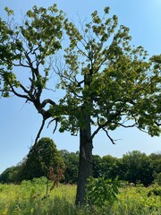 Scenic Minnesota Landscape in the Summer Time
