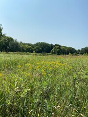 Scenic Minnesota Landscape in the Summer Time