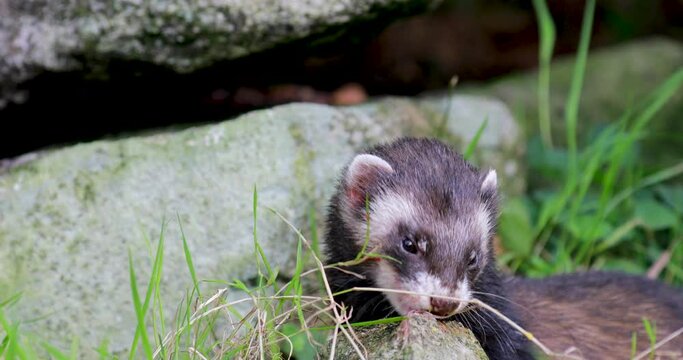 European polecat, mustela putorius, close up shots of polecat smelling and eating food on rocks and grass.