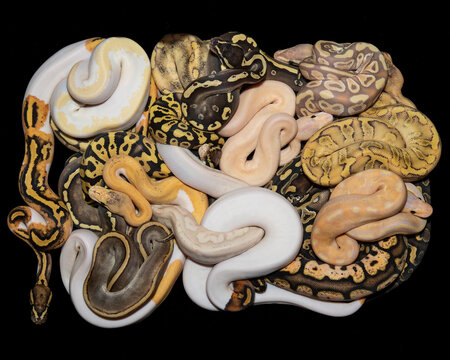 Ball Pythons Morphs Pictures Gallery Living Art Reptile