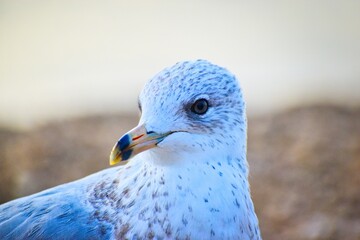 close up of a seagull