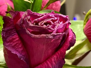 Withering Rose