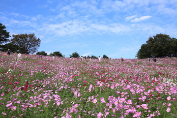 コスモスの風景