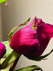 The rose lives as an old woman