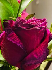 The rose lives as an old woman