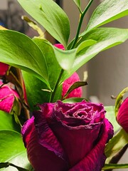 The rose lives as an old woman