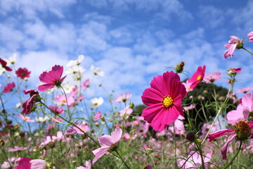 コスモスの風景