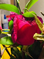 The rose lives as an old woman
