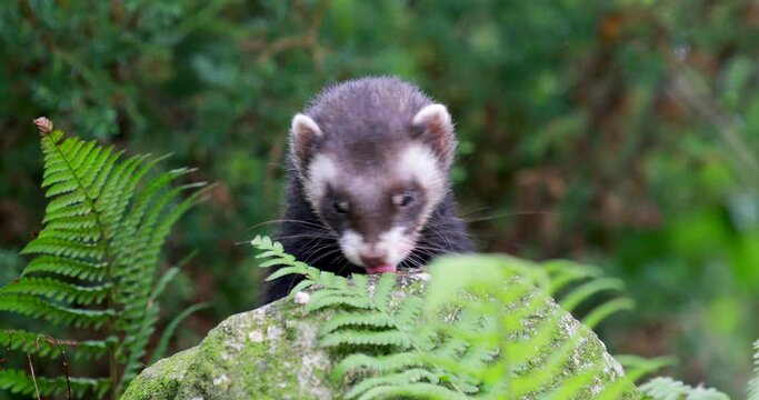 European polecat, mustela putorius, close up shots of polecat smelling and eating food on rocks and grass.