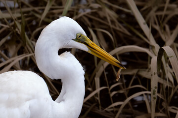 Closeup of an Ardea alba holding a small fish in a lake