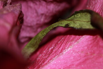 The petal still thrives with the rose petals