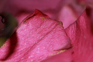 Rose petals trying not to fade away