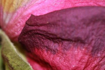 Petal layers inside a fading rose