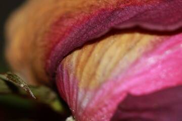 The Art of a Brown Rose Petal