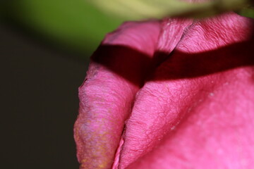Inside the Intimacy of a Rose