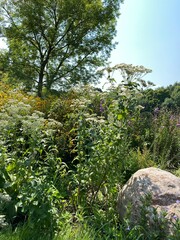 Scenic Minnesota Landscape in the Summer Time