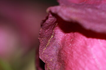 Outside of a fading rose