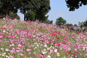 コスモスの風景