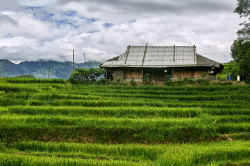 View of a farm in a rice paddy on a cloudy day