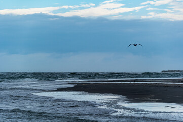 Bird Flying over Beach