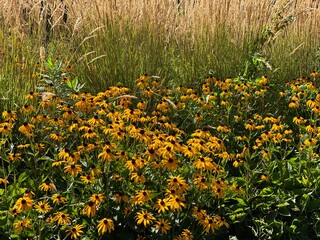 Obraz premium Scenic Minnesota Landscape in the Summer Time