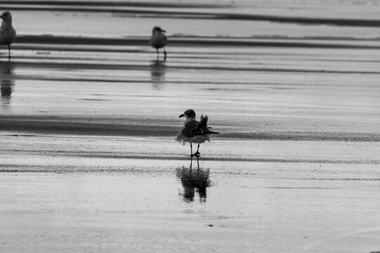 Fluffy Gull on the Beach
