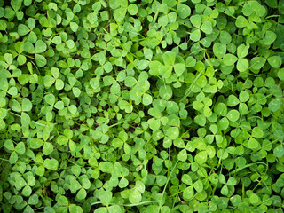 lots of juicy green clover leaves, top view
