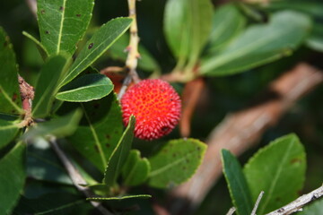 ripe red fruit of strawberry tree on green leaved branches