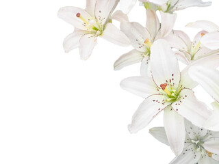 a few white lilies on a white background in the corner of the frame