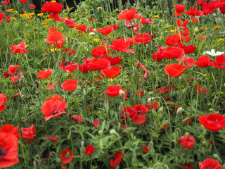 lots of red summer poppies in a clearing close up
