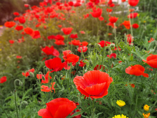 lots of red summer poppies in a clearing close up with a blurry background