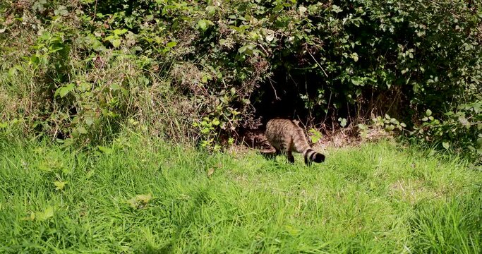 scottish wild cat, Felis silvestris, close to wide shot of it moving /eating on grass with woodland background.
