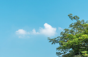 White clouds and green trees under blue sky