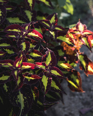 red and green leaves