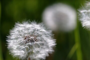 Fototapeta premium タンポポの綿毛とボケた背景