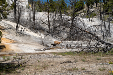 Graceful deer explores a hot spring and terraces in Mammoth Hot Springs area of Yellowstone National Park