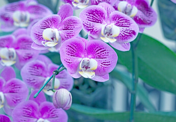 Pink orchid blurred background