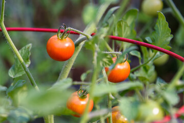 Closeup of 'Super Sweet 100' tomatoes growing in a garden, both ripe and unripe
