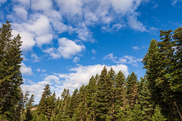 Beautiful forest green trees under blue sky with white clouds.
