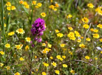 Purple owl clover amidst yellow wildflowers in Diamond Valley Lake near Hemet in California