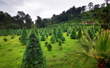 Bosque de Pinos en Puebla, M&eacute;xico