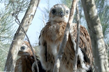 buzzard chicks in the nest